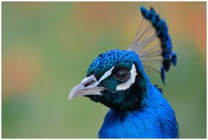 Image of peacock newark