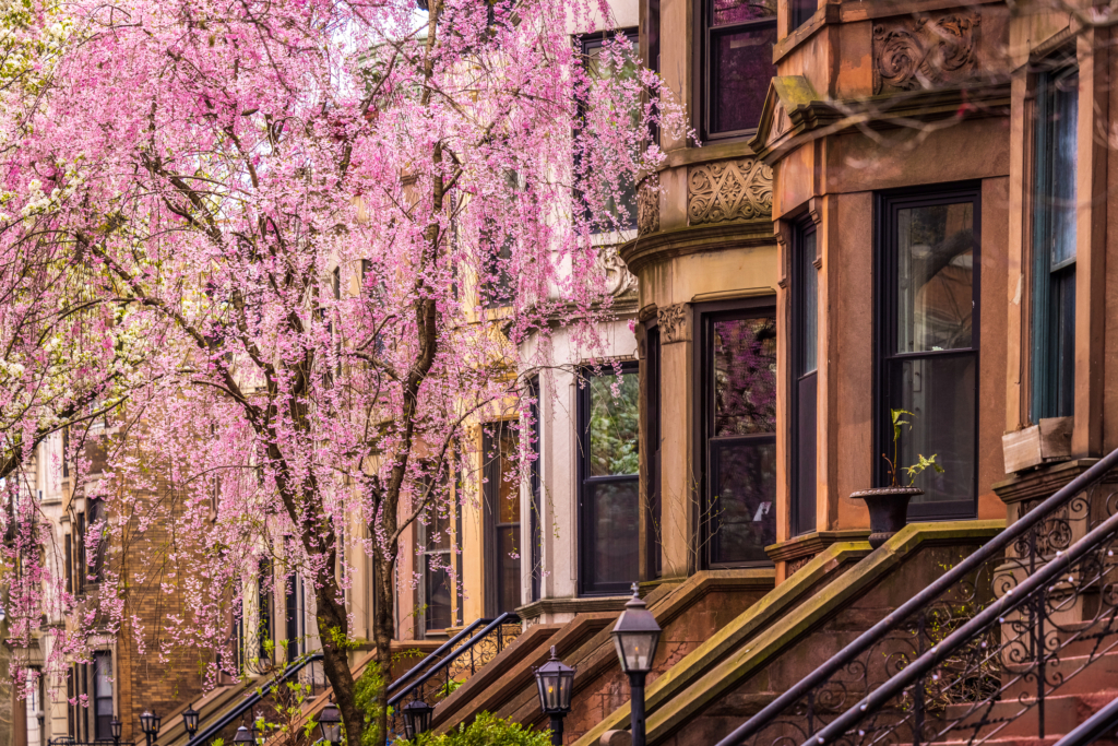 Pink flowering tree in front of Brooklyn Brownstones - buying a home in the spring