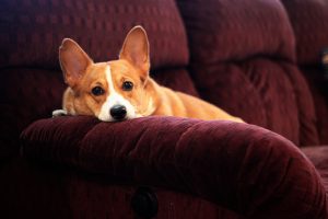 image of dog on couch pet cleaning tips