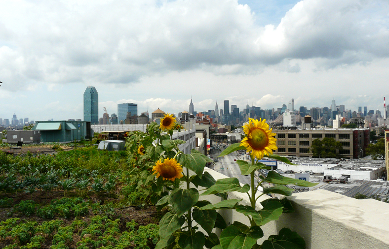 Brooklyn Grange Farm