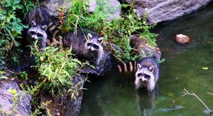 Image of Raccoons NYC