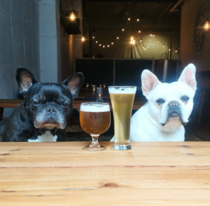 image of French bulldogs at Folksbier Brewery in Brooklyn, New York