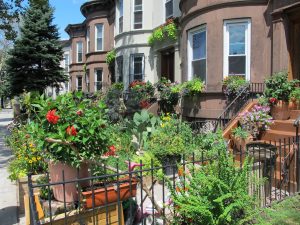 image of greenest block brooklyn