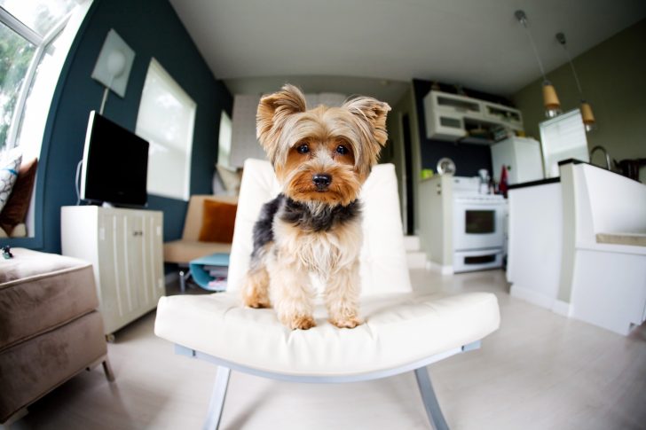 Emotional Support Animals: Which Laws Impact Your Lease - Rentals ...