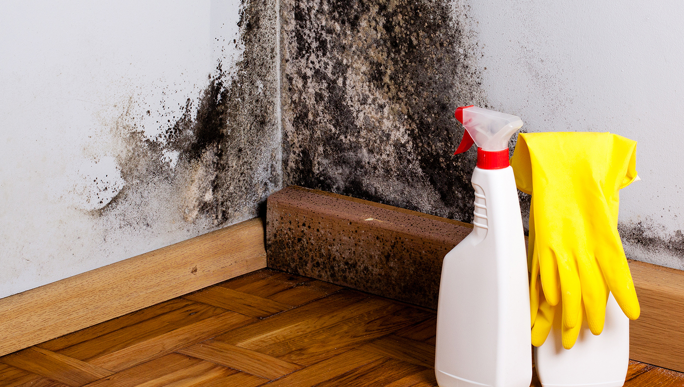 How to Remove Mold  Black Mold in Basement